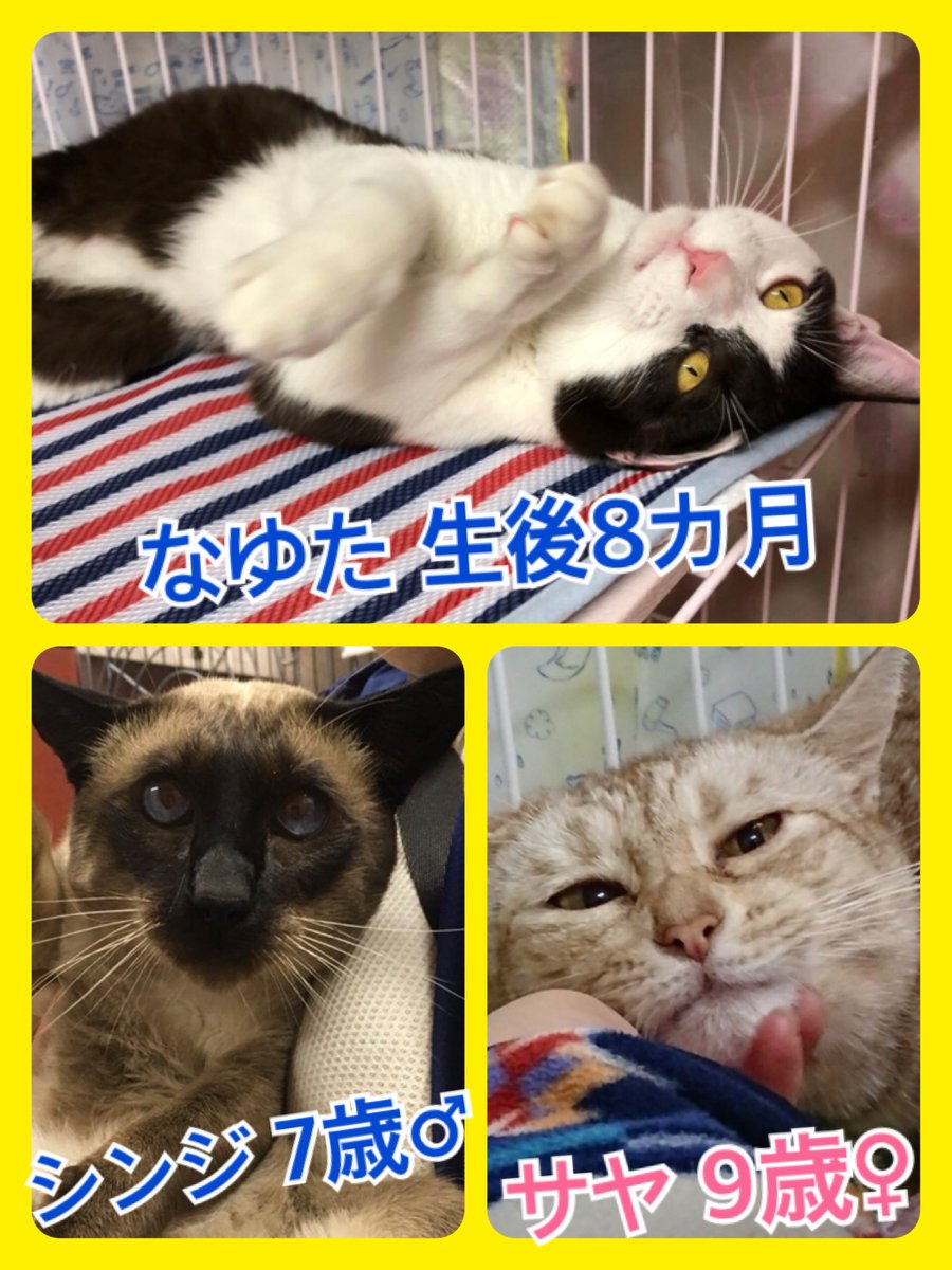 🐱今月も猫ちゃんの卒業強化月間🐾今日の里親様募集中ニャンコ🐱メンバーです🐾2018,12,16